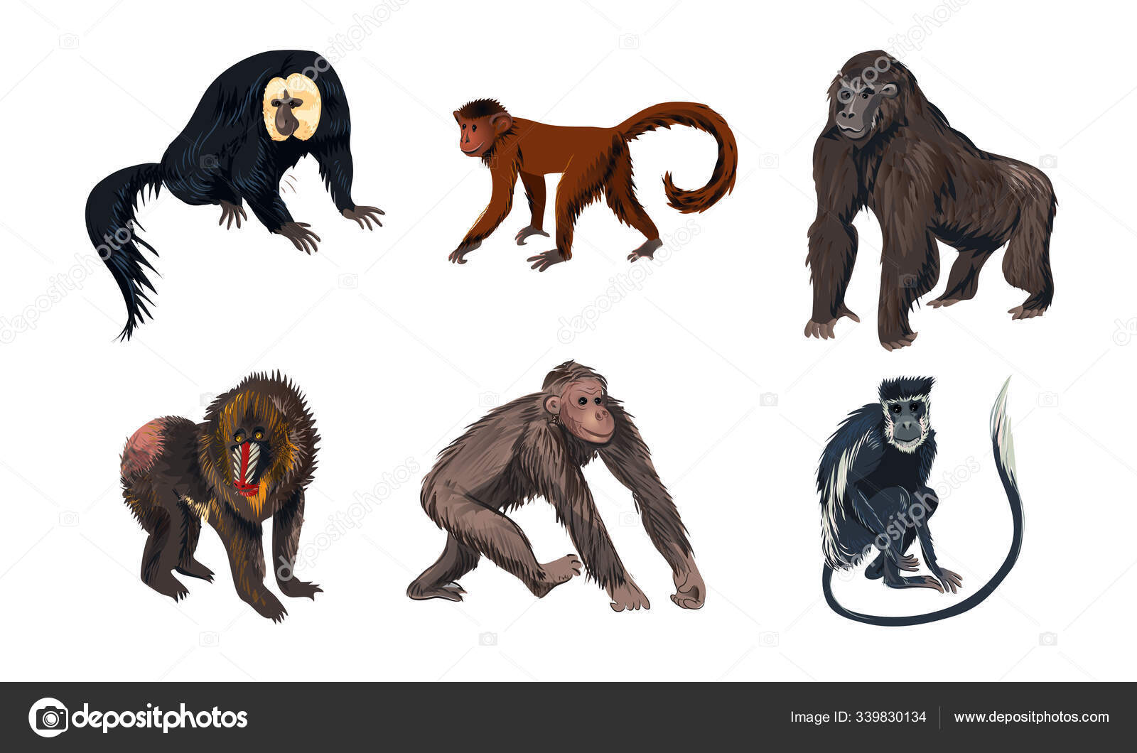 Animais de macaco engraçados com contos longos ilustração vetorial imagem  vetorial de greenpic.studio© 339830134